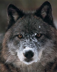 Der Böse Wolf
