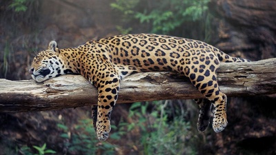 Jaguar onca