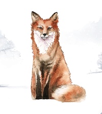 Old Wise Fox