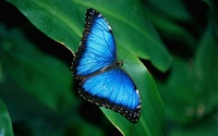 EverBlue Butterfly