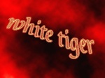 White tigerxx13xx