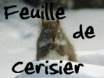 Feuille de Cerisier