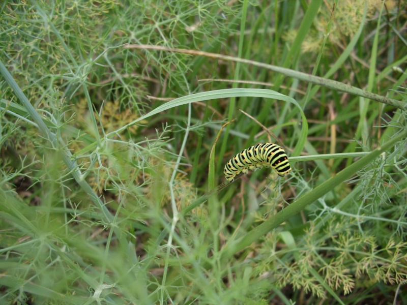 papilio macaon ultimo estadio oruga