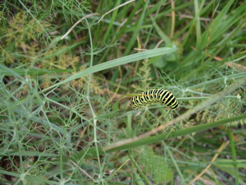 papilio machaon