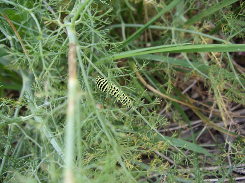 papilio machaon