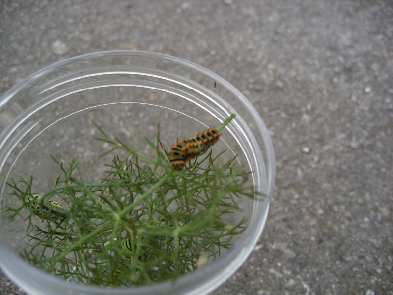 papilio machaon dos mudas antes