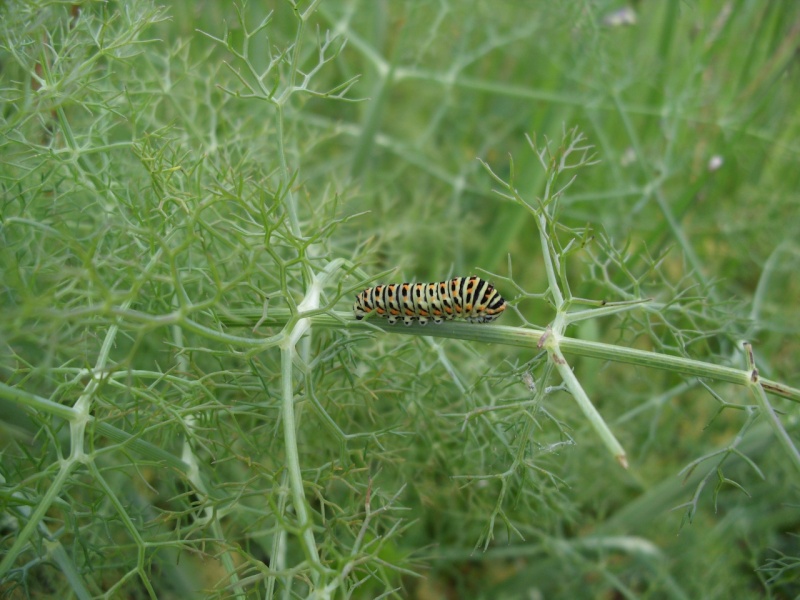 papilio machaon con otra muda mas