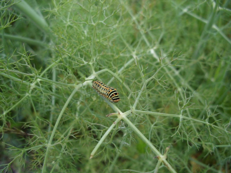 papilio machaon con una muda mas 2