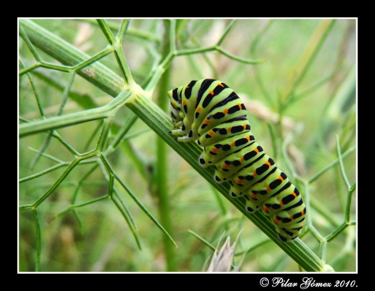 Papilio Machaon