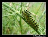 Papilio Machaon