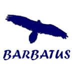 barbatus