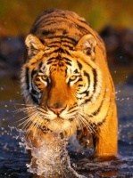 Tiger*Prince121