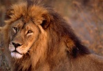 Lionman