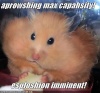 Cheese Hamster