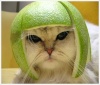 CAT WITH MELON HELM.