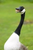 This shows a goose with a rather long neck. :D