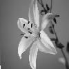 ignislilium