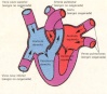 Circulacin de la sangre en el interior del corazn.
