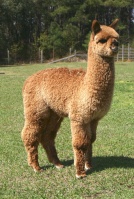 alpacalover1448