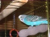 parrotking Img_2410