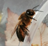 forum : abeilles et apiculture 110-41