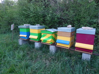 forum : abeilles et apiculture 1187-84