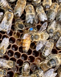 forum : abeilles et apiculture 13605-14