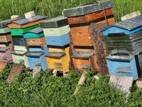 forum : abeilles et apiculture 15479-40