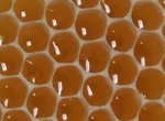 forum : abeilles et apiculture 2433-83