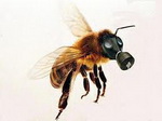 forum : abeilles et apiculture 6555-12