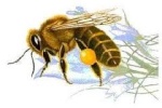 forum : abeilles et apiculture 845-30