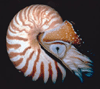 nautilis