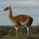 guanaco