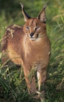 Caracal