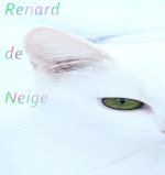 Renard de Neige