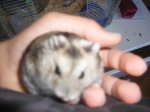 hamster-russe-passion