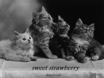 sweet strawberry