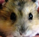 Hamsters* Love*