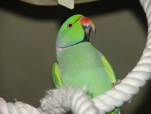 george the parakeet