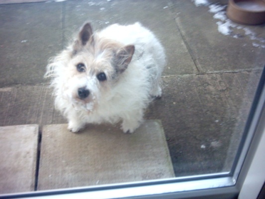 rosie in snow 2009