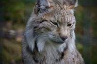 Lynxstar