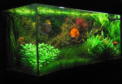 Aquarium-Aquascaping-003