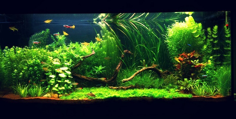 Aquascaping-005