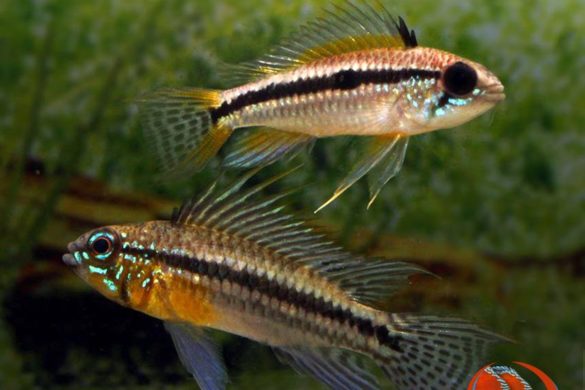 Apistogramma