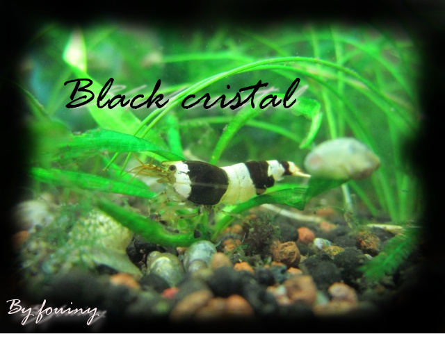 black-cristal