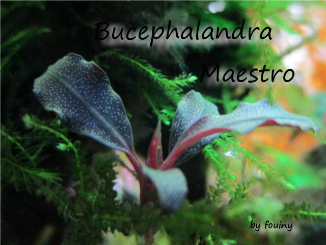 bucephalandra-maestro