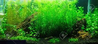 Aquascaping-003