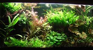 Aquascaping-004