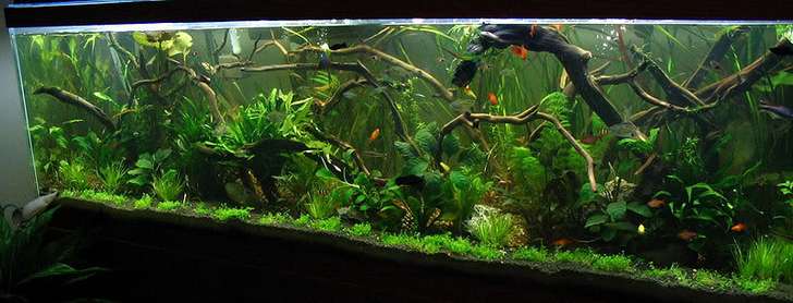 Aquarium-Aquascaping-004