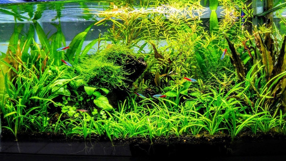 Aquascaping-001